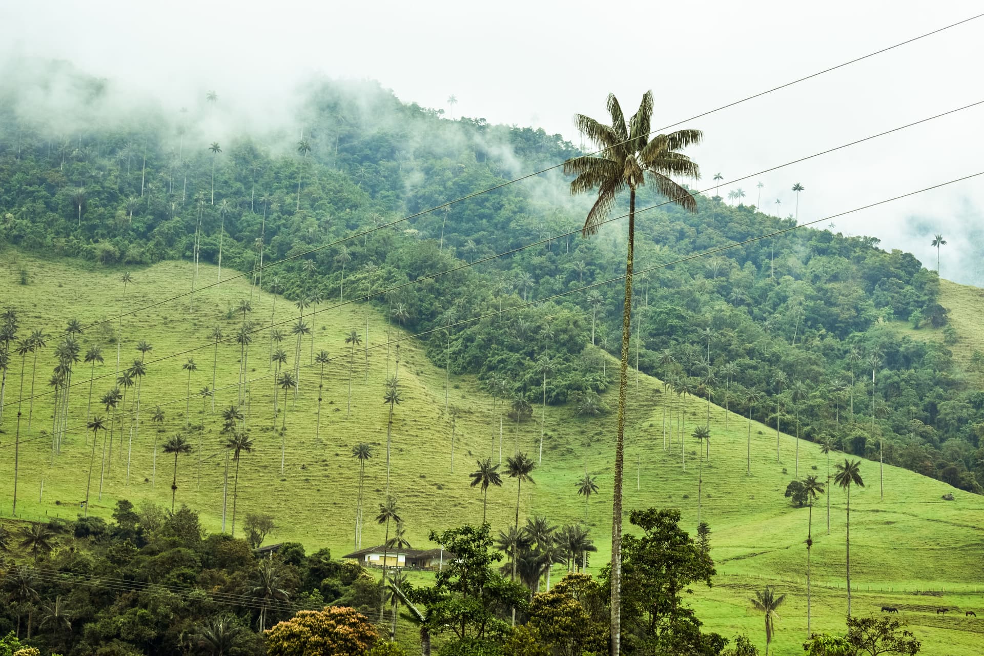 Finca caféière de la vallée di Cocora / regione di Salento